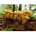 Мицелий Опенка макового / Ложноопенок серопластинчатый (Hypholoma capnoides)